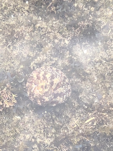 Turbo cidaris natalensis observed 2025-10-24