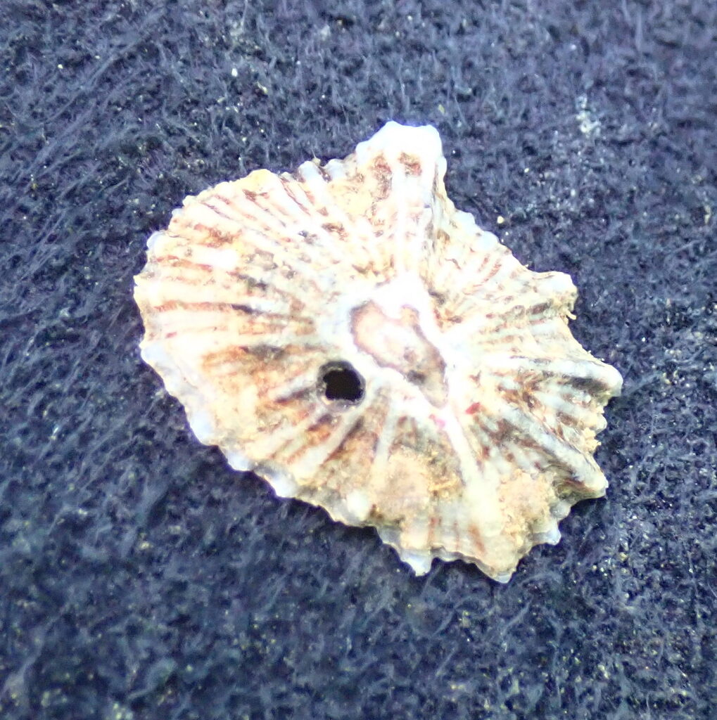 Siphonaria hienghenensis