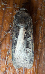 Actebia fennica