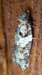 Acleris gloveranus