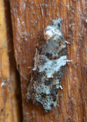 Acleris gloveranus