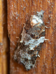 Acleris gloveranus