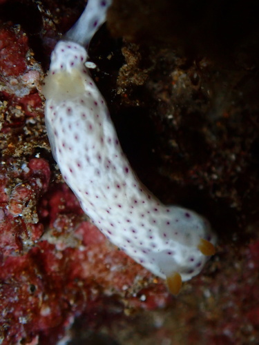 Chromodoris aspersa observed 2025-10-21
