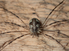 Leptobunus parvulus