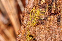 Geocalycaceae