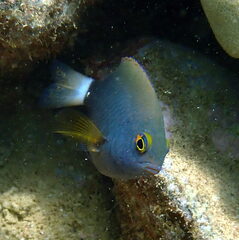 Whitetail Damsel photo 3