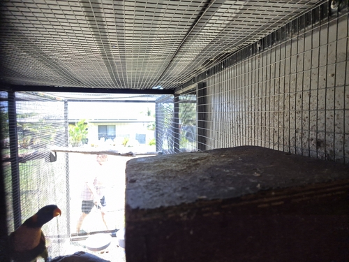 Coastal Carpet Python sighting