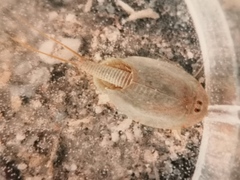 Triops cancriformis