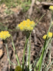 Helichrysum cephaloideum