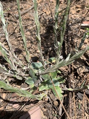 Helichrysum cephaloideum