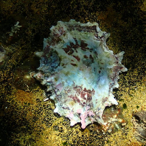 Scutellastra flexuosa observed 2025-10-25