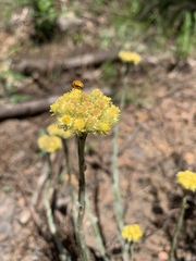 Helichrysum cephaloideum