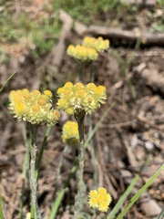 Helichrysum cephaloideum
