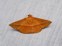 Striglina