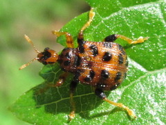 Paroplapoderus turbidus