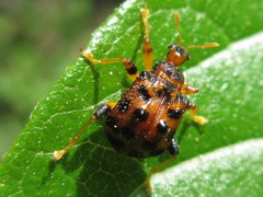 Paroplapoderus turbidus