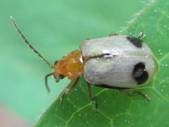 Paridea angulicollis