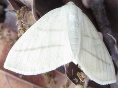 Parabapta clarissa