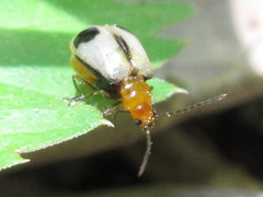 Paridea angulicollis