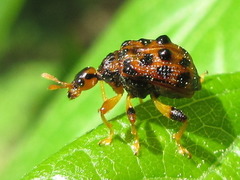Paroplapoderus turbidus