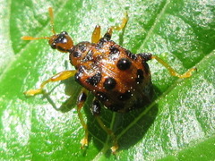Paroplapoderus turbidus