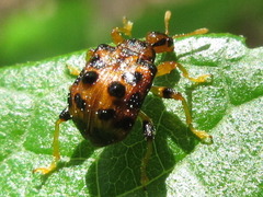 Paroplapoderus turbidus