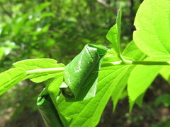 Paroplapoderus turbidus