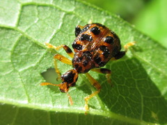 Paroplapoderus turbidus