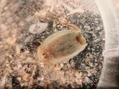 Triops cancriformis