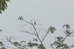 Calyptocichla serinus