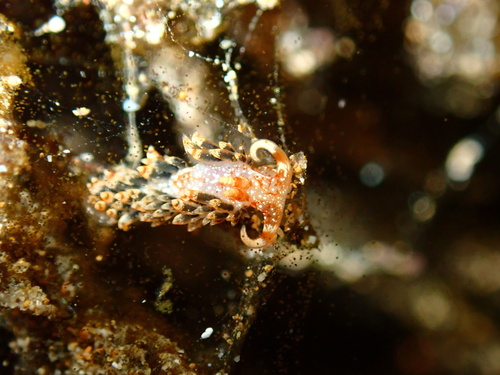 Facelinella semidecora, 2025-10-21