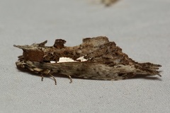 Spatalia duplius