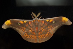 Antheraea ulrichbroschi