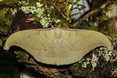 Antheraea lampei