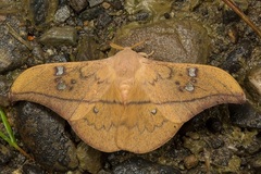 Cricula trifenestrata