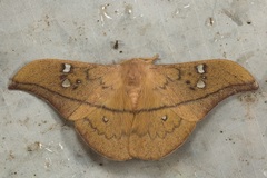 Cricula trifenestrata