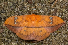 Cricula trifenestrata