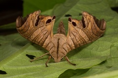 Marumba spectabilis