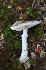 Amanita australis