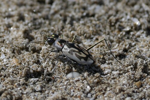 Eastern Beach Tiger Beetle photo 3