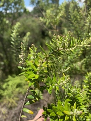 Phylica paniculata