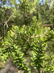 Phylica paniculata