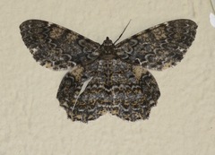 Amblychia praeumbrata