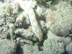 Myrichthys breviceps