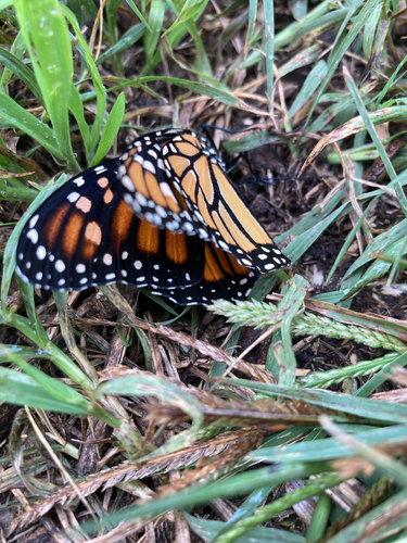Monarch Butterfly
