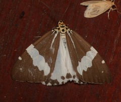 Utetheisa abraxoides