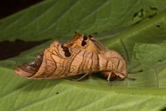 Marumba spectabilis