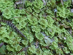 Dendrohypopterygium filiculiforme