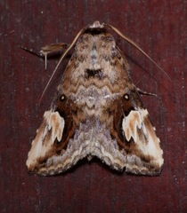 Pseudosphetta fissisigna