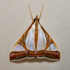 Agrioglypta eurytusalis